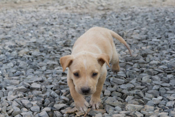istock Brown little dog walking on the ground stone. 1294266533