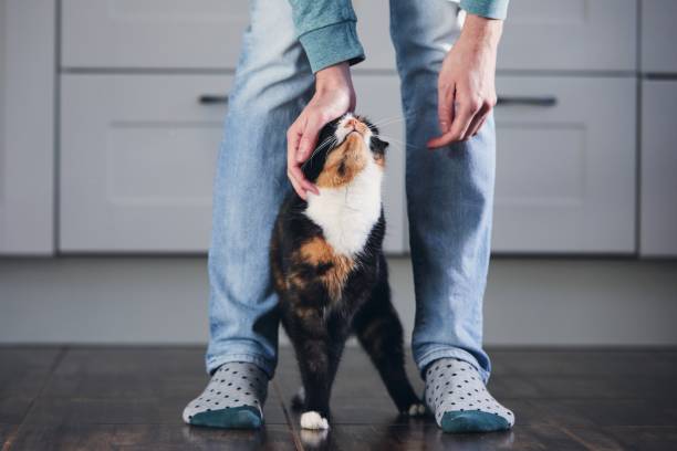 Man stroking his mottled cat at home