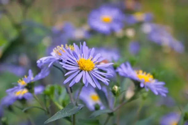 Blue flowers Aster amellus close-up background wallpaper nature. Blooming European Astra, Beautiful flower many petals.