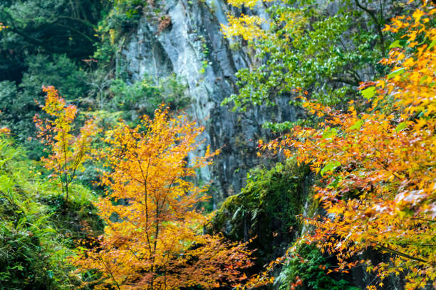 View of Takachiho Gorge, a beautiful autumn canyon