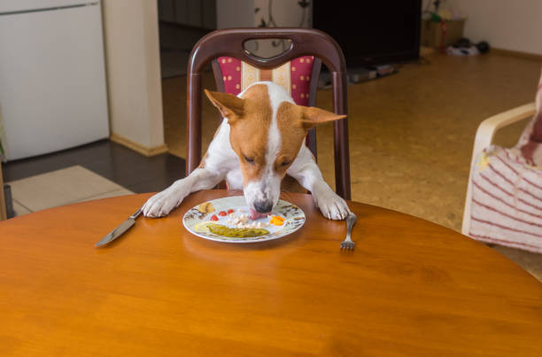 istock Basenji dog is liking plate with lestovers that master left after nice lunch in dining room 1294271594