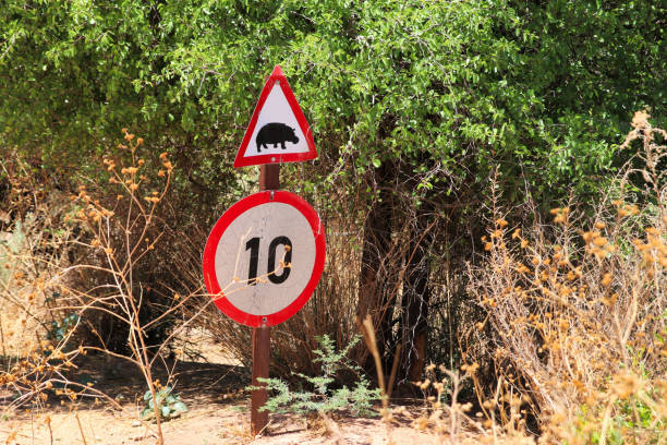 istock Road sign with a hippopotamus - Namibia Africa 1294271707