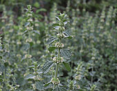 The horehound, Marrubium vulgare, medicinal plant in the garden. Leaves smell of apples, but they taste bitter. This herb has universal effects and supports the work of our hearts.