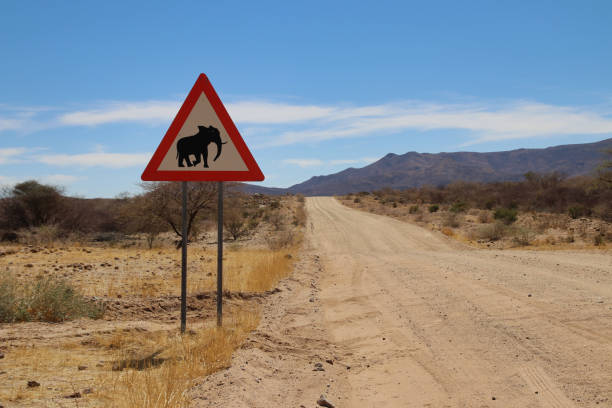 istock Road sign with an elephant - Namibia Africa 1294272288