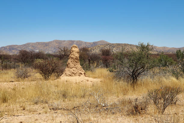 termite hill - Namibia Africa termite hill - Namibia Africa termite mound stock pictures, royalty-free photos & images