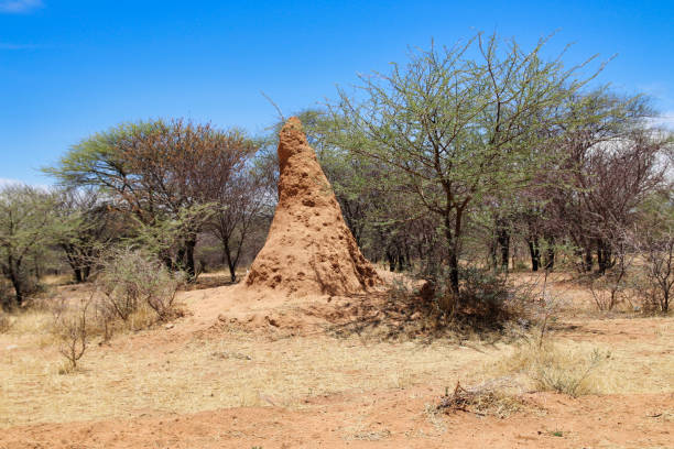 termite hill - Namibia Africa termite hill - Namibia Africa termite mound stock pictures, royalty-free photos & images