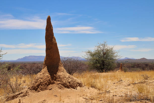 termite hill - Namibia Africa termite hill - Namibia Africa termite mound stock pictures, royalty-free photos & images