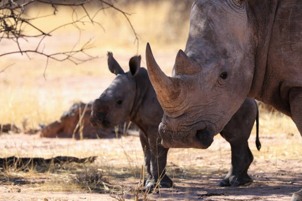 istock white rhinoceros (Ceratotherium simum) with baby - Namibia Africa 1294272484