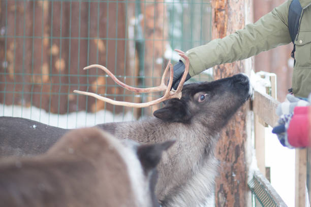 istock Reindeer on the farm. 1294272499