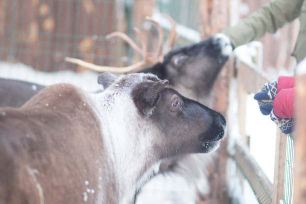 istock Reindeer on the farm. 1294272509
