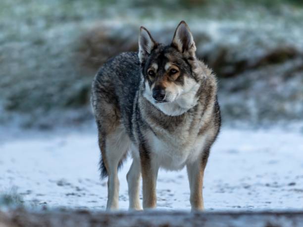 istock Inuit Dog Of The Borders. 1294274494