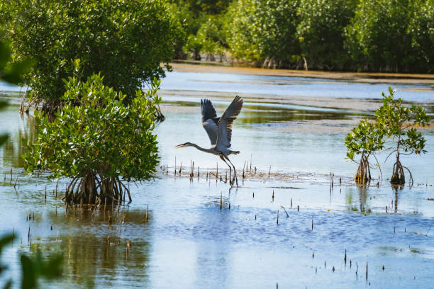 Heron flying in Florida Everglades stock photo