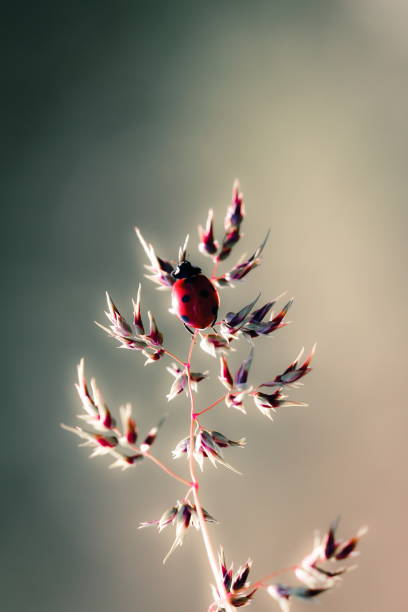istock gorgeous macro butterfly and insects with soft tones 1294277555
