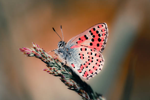 istock gorgeous macro butterfly and insects with soft tones 1294277571