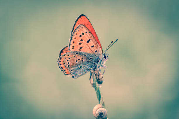 istock gorgeous macro butterfly and insects with soft tones 1294277640