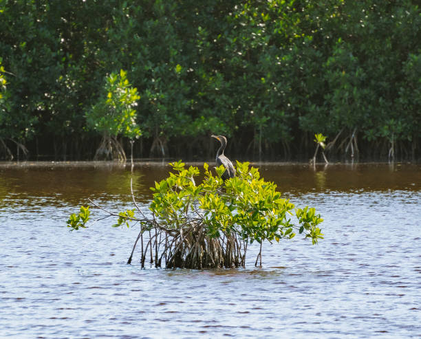 istock Bird perched on mangrove tree in Everglades 1294278892