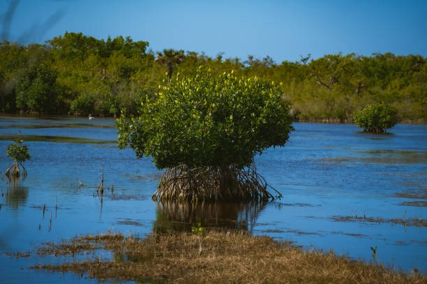 フロリダ・エバーグレーズのマングローブの木 - big cypress swamp ストックフォトと画像