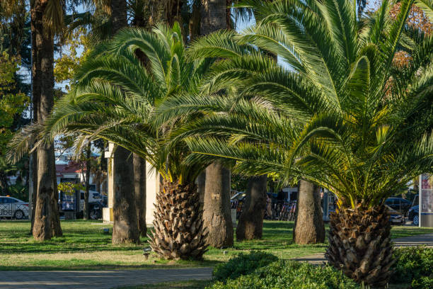 Exotic landscape with palm trees in city park of Sochi center. Washingtonia filifera palm trees and Canary Island Date Palm (Phoenix canariensis) Exotic landscape with palm trees in city park of Sochi center. Washingtonia filifera palm trees and Canary Island Date Palm (Phoenix canariensis). Sochi, Russia - December 07, 2020 trachycarpus photos stock pictures, royalty-free photos & images