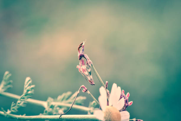 istock gorgeous macro butterfly and insects with soft tones 1294279690