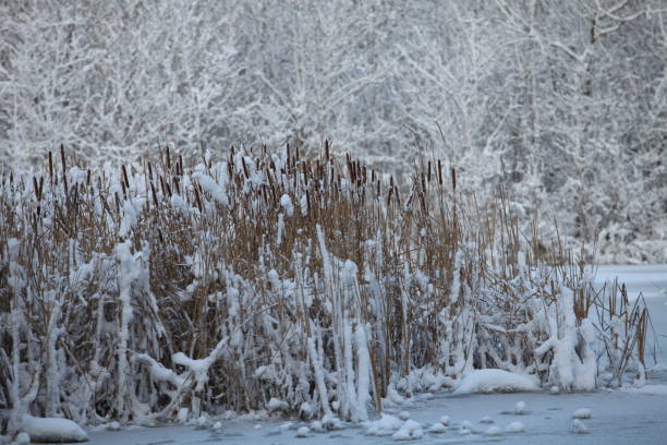istock reeds in the snow winter landscape 1294279834