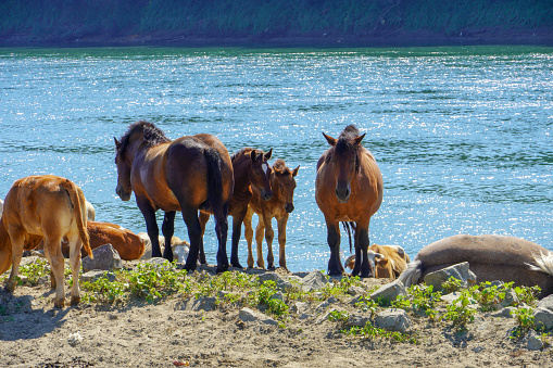 Brown horses rest by the river Sava\nD.H