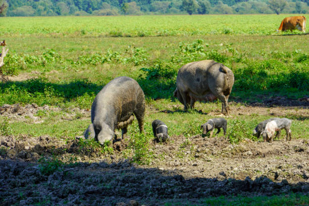 istock Domestic pigs with small piglets 1294279934