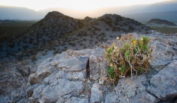 Desert plant growing on a rocky outcrop near Uspallata, Mendoza, Argentina. Desert plant growing on a rocky outcrop near Uspallata, Mendoza, Argentina. adaptation to nature stock pictures, royalty-free photos & images