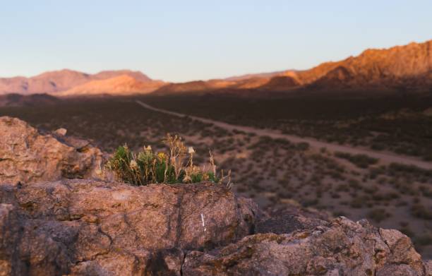 Desert plant growing on a rocky outcrop near Uspallata, Mendoza, Argentina. Desert plant growing on a rocky outcrop near Uspallata, Mendoza, Argentina. adaptation to nature stock pictures, royalty-free photos & images