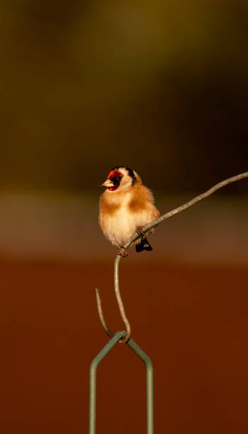 istock Goldfinch on a winter's day 1294280693