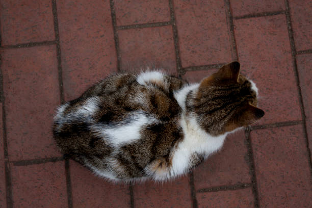 Top view of the brown cat, on the red floor, cat’s back