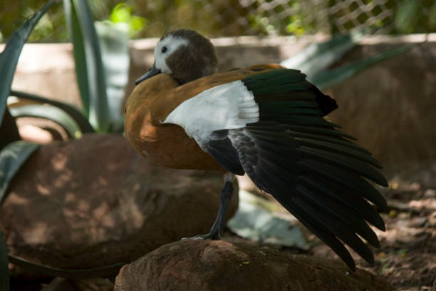 istock AVE SPREADING ITS WINGS ON A ROCK 1294280846