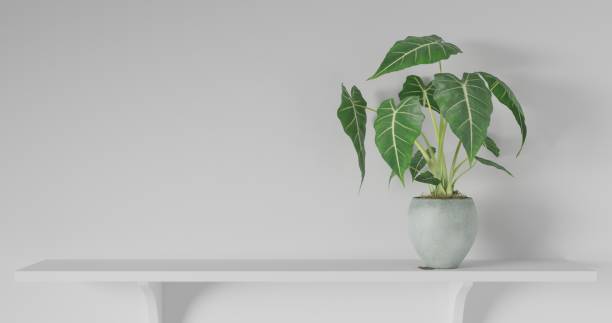 istock 3d render Front view of empty shelf on white table showcase and wall background with natural window light. Display of backdrop shelves for showing minimal concept. tree plant, glass and coffee cup. 1294281809