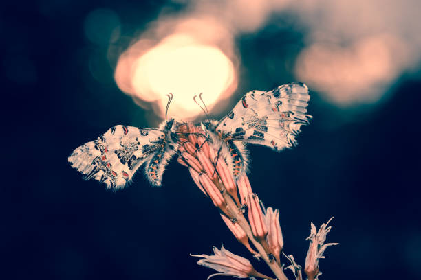 istock gorgeous macro butterfly and insects with soft tones 1294283048