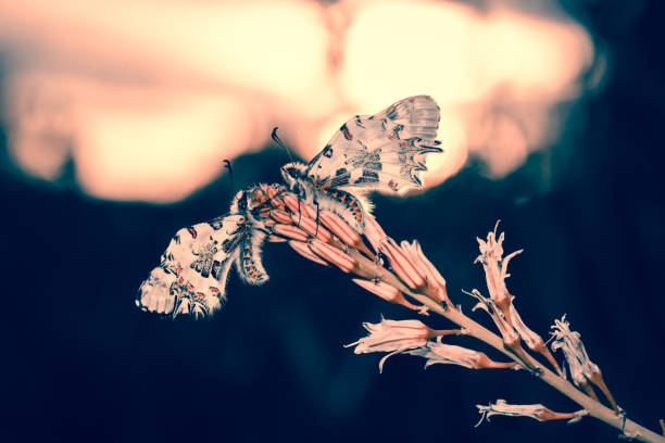 istock gorgeous macro butterfly and insects with soft tones 1294283053