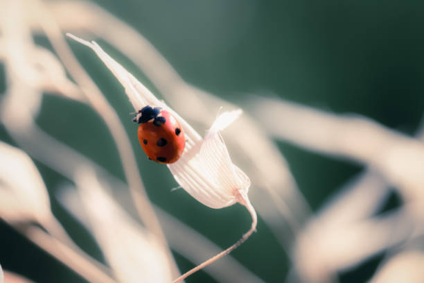 istock gorgeous macro butterfly and insects with soft tones 1294283102