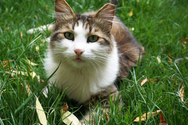 istock Beautiful cat in near plan 1294283150