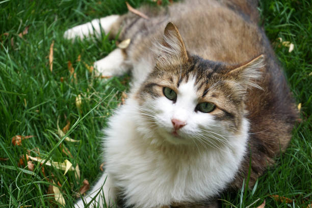 istock Beautiful cat in near plan 1294284401