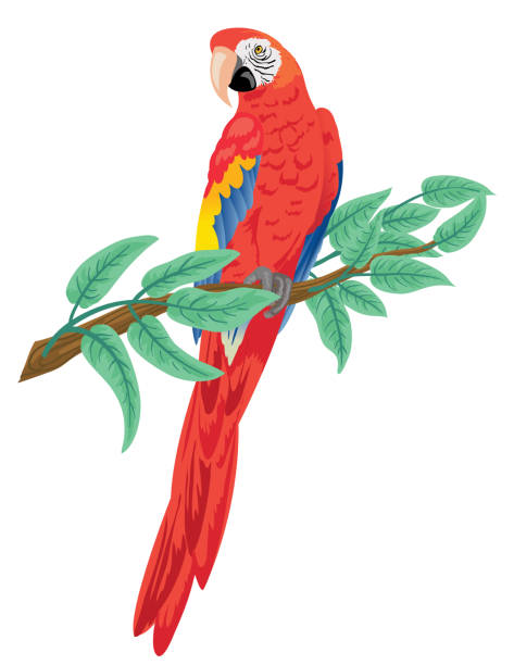 алый попугай ара сидел на ветке - parrot multi colored bird perching stock illustrations