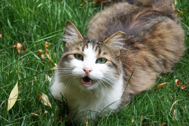 Beautiful cat in near plan