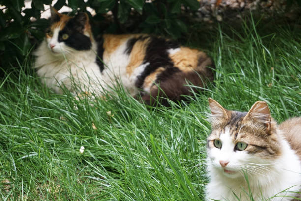 istock Beautiful cats in near plan 1294284487