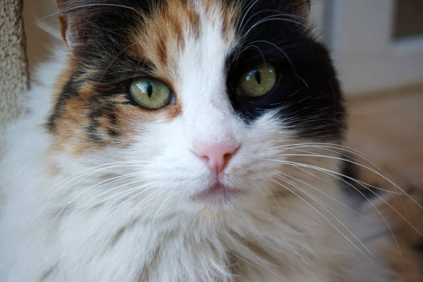 istock Beautiful cat in near plan 1294284552