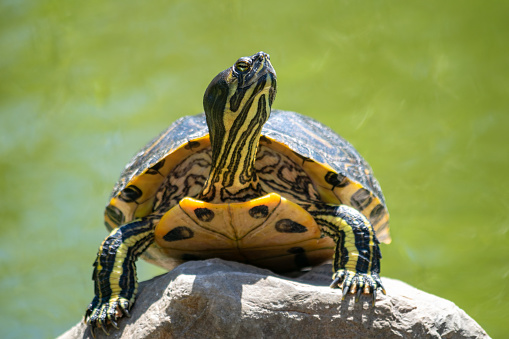 A single turtle resting on a stone in the middle of a pond