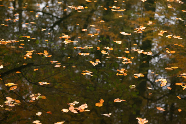 autumn leaves fallen over the lake autumn leaves fallen over the lake midwestern state university stock pictures, royalty-free photos & images