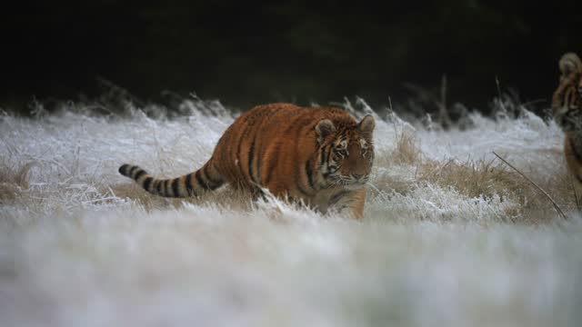 Siberian tiger (Panthera tigris altaica) running over a field covered by a snow