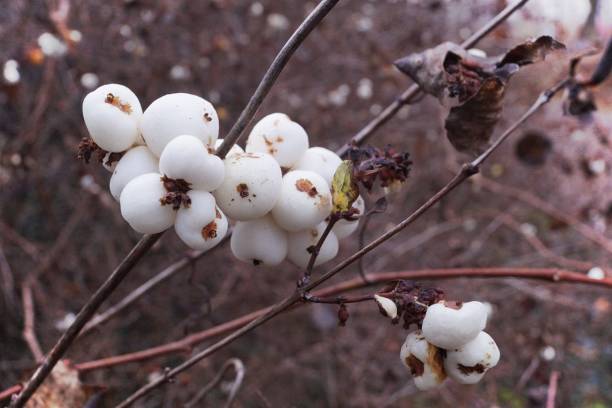 istock Fruits on the snowberry bush 1294287466