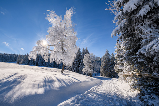 Winter landscape with a snow covered path and the sun behind a frozen tree. Photographed at the Boedele, Vorarlberg, Austria.