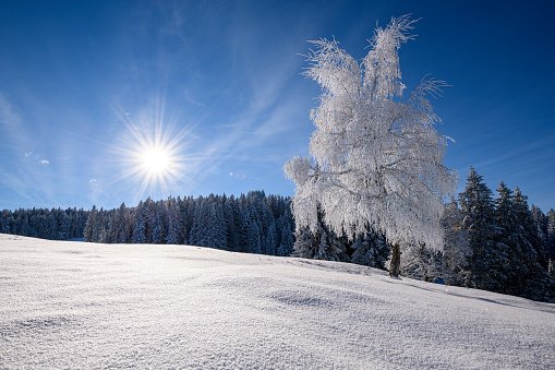 Winter landscape with a frozen tree and a forest in the background. Photographed at the Boedele, Vorarlberg, Austria.