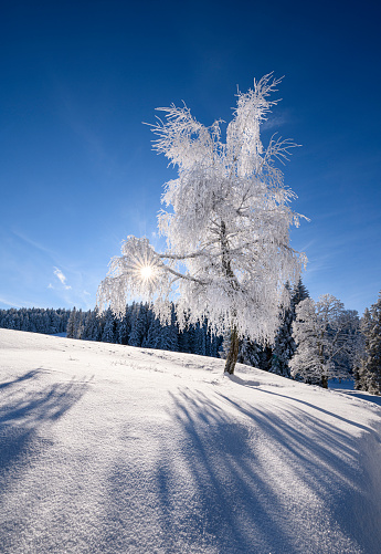 Winter landscape with the sun behind a frozen tree. Photographed at the Boedele, Vorarlberg, Austria.