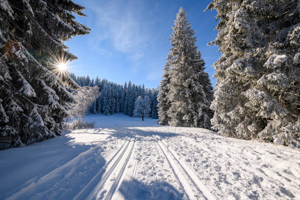 paisagem de inverno nevado na borda da floresta - ski track - fotografias e filmes do acervo