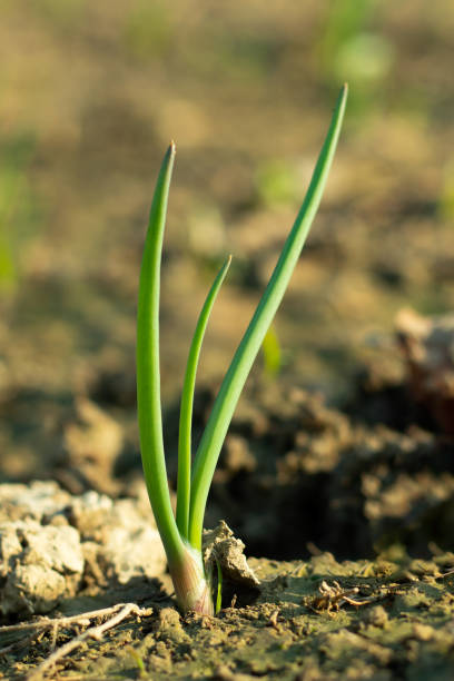 istock Onions plantation ina a biggest field 1294289851